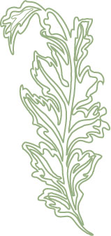 Acanthe Paysages acanthus-logo-page-bottom-green